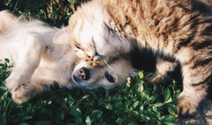 Cat snuggling with dog
