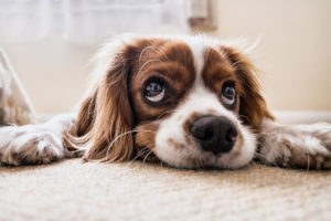 Cockerspaniel laying on carpet