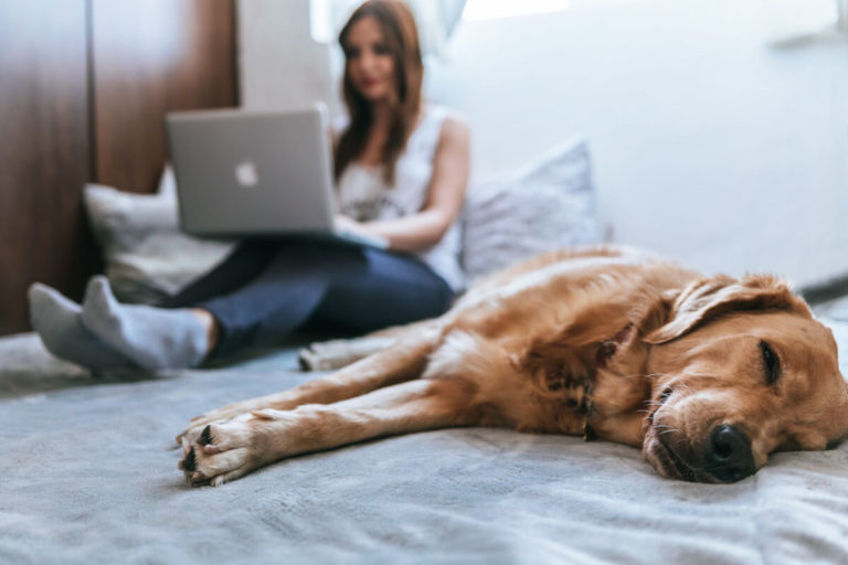 Dog sleeping on bed while human works on computer