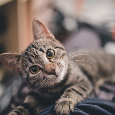 Kitten sitting lap